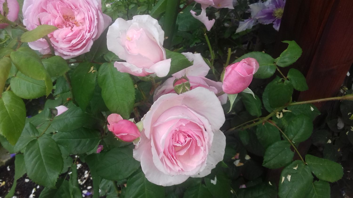 Kletterrose Parfuma ® 'Kiss me Kate' ® - Rosa Parfuma ® 'Kiss me Kate' ®