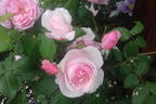 Kletterrose Parfuma ® 'Kiss me Kate' ® - Rosa Parfuma ® 'Kiss me Kate' ®
