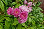 Kletterrose 'Perennial Rosali ®' - Rosa 'Perennial Rosali ®'