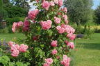 Strauchrose 'Rosarium Uetersen' ® - Rosa 'Rosarium Uetersen' ®