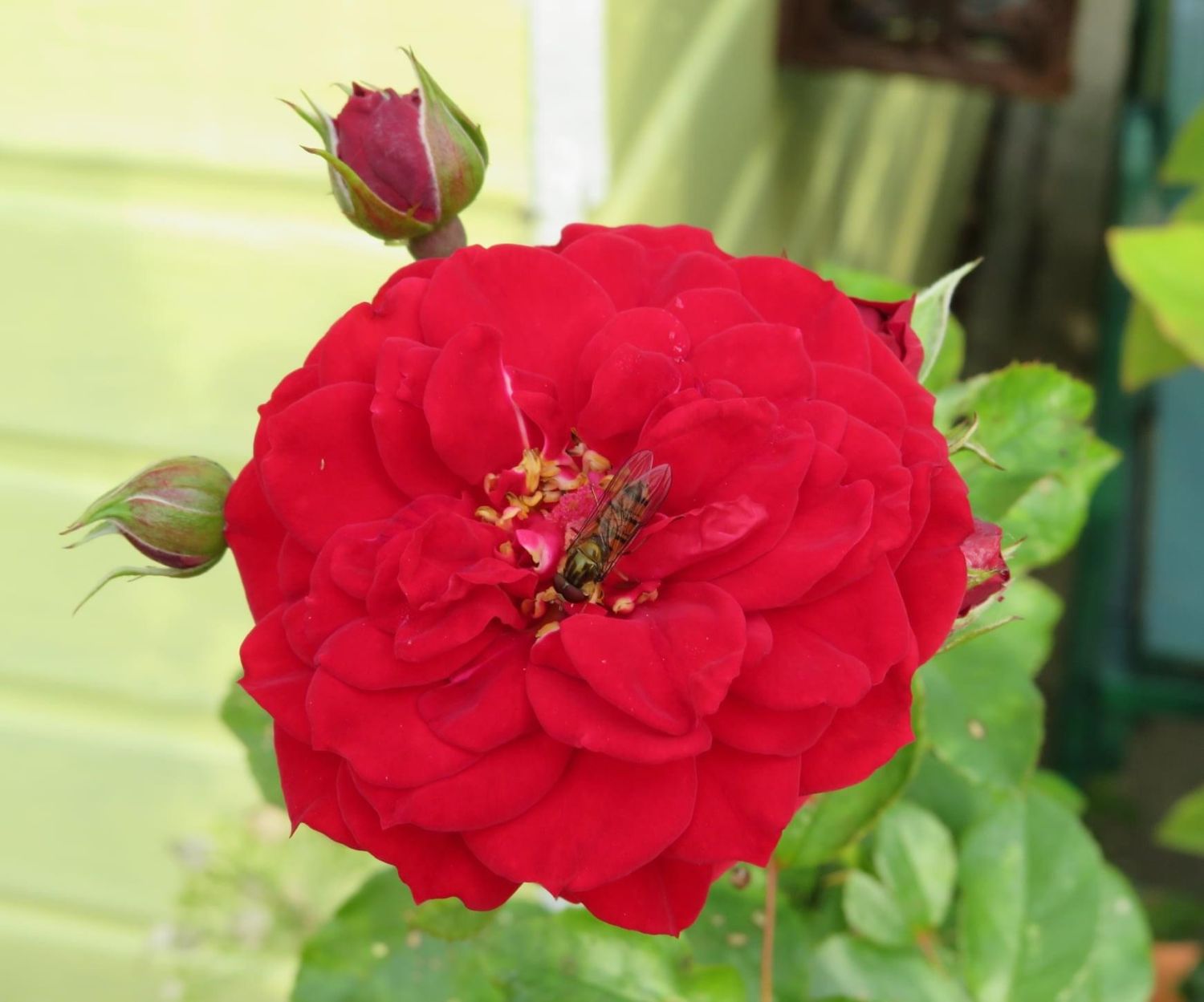 Kletterrose Starlet® Rose 'Natalie' ® - Rosa Starlet® Rose 'Natalie' ®