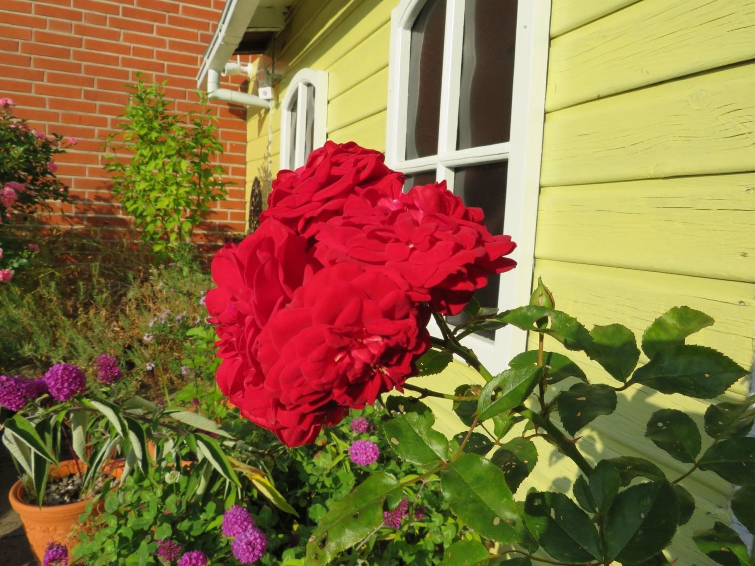 Kletterrose Starlet® Rose 'Natalie' ® - Rosa Starlet® Rose 'Natalie' ®