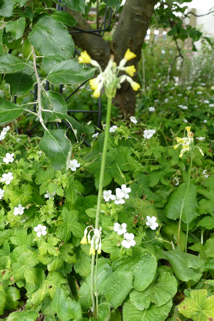 Knotiger Bergwald-Storchschnabel 'Silverwood' - Geranium nodosum 'Silverwood'