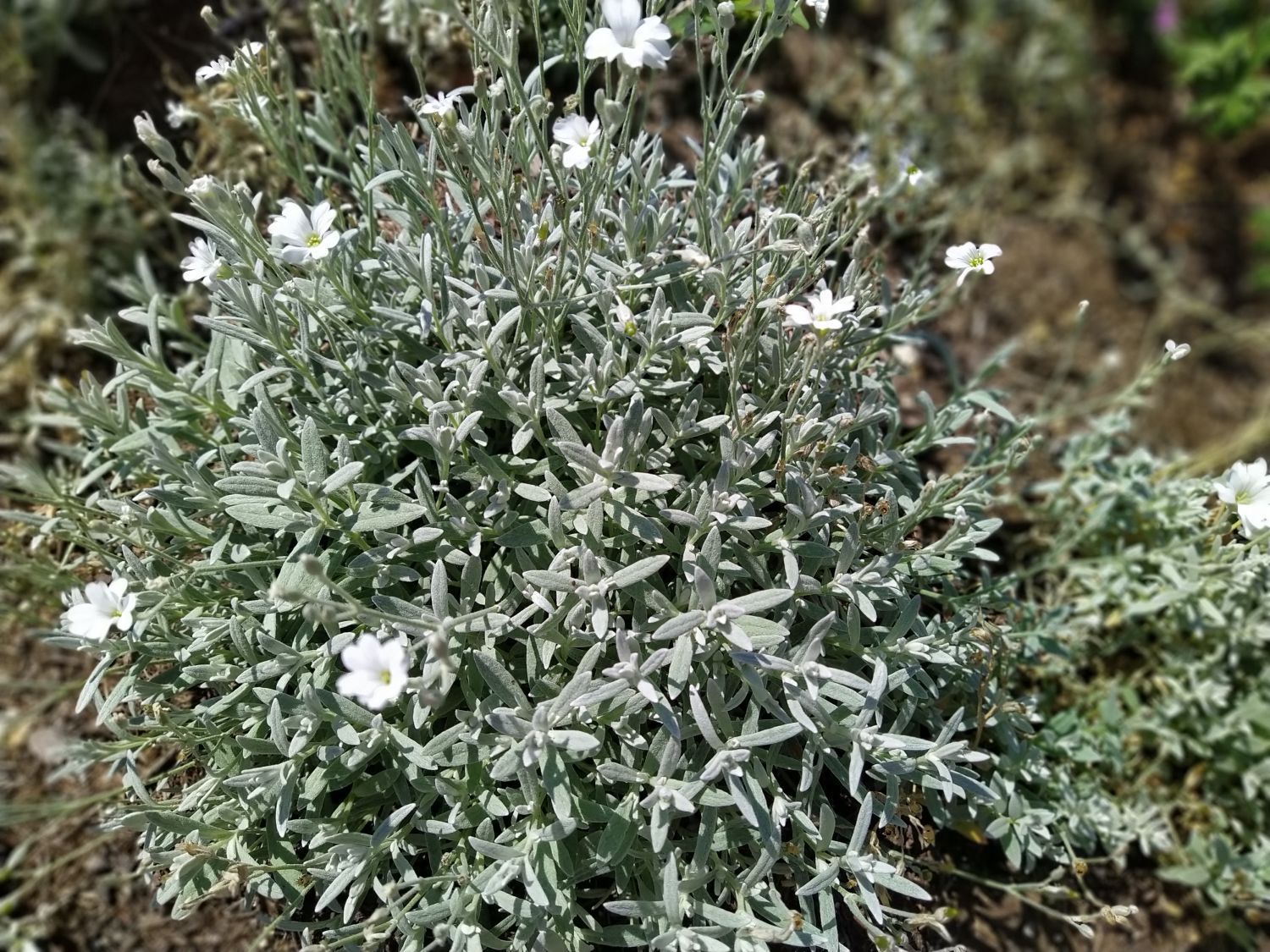 Zwerg-Hornkraut / Kompaktes Hornkraut 'Silberteppich' - Cerastium tomentosum 'Silberteppich'