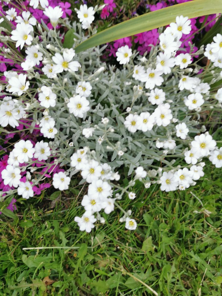 Zwerg-Hornkraut / Kompaktes Hornkraut 'Silberteppich' - Cerastium tomentosum 'Silberteppich'