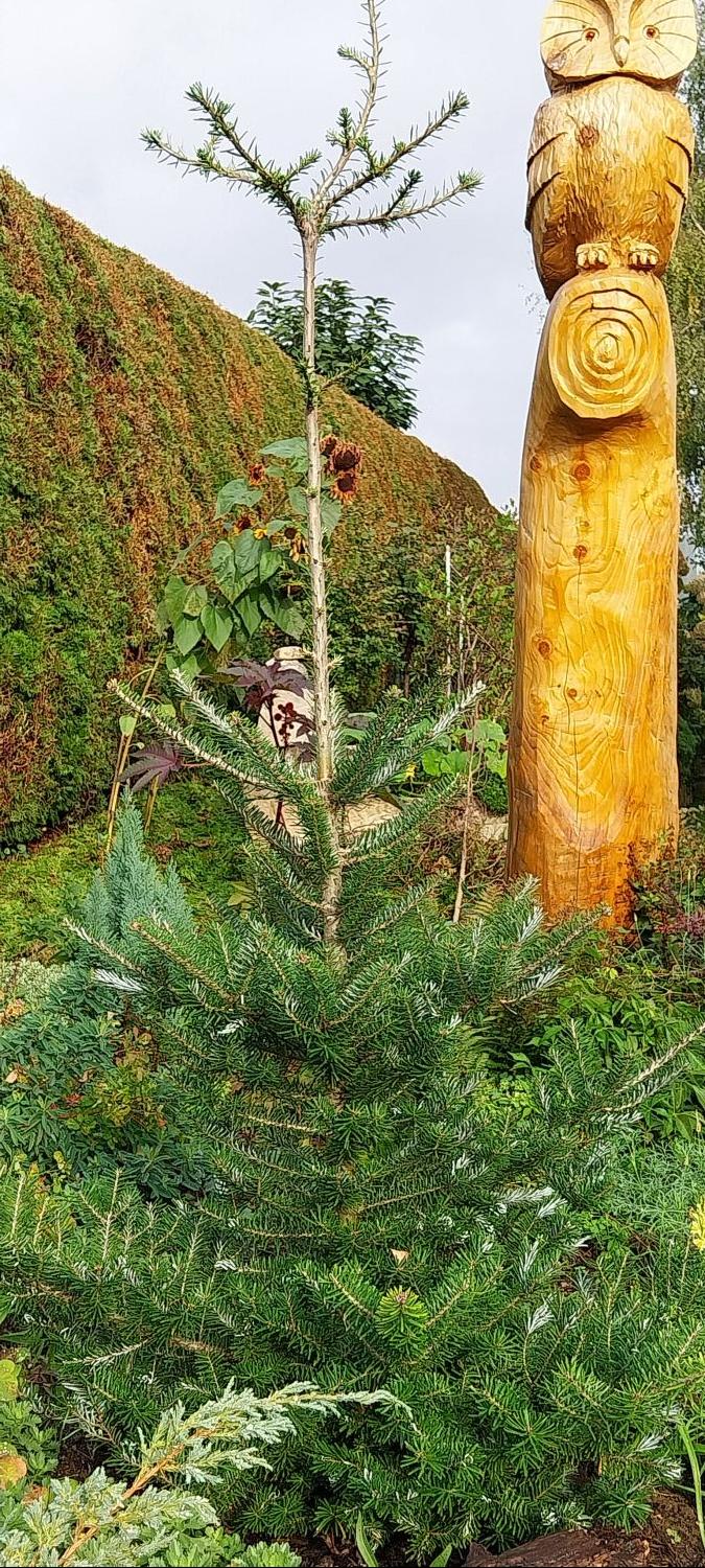 Korea-Tanne - Abies koreana (Sämling)