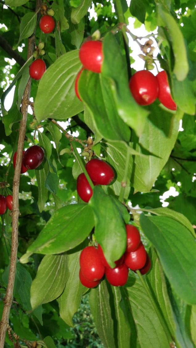 Kornelkirsche - Cornus mas