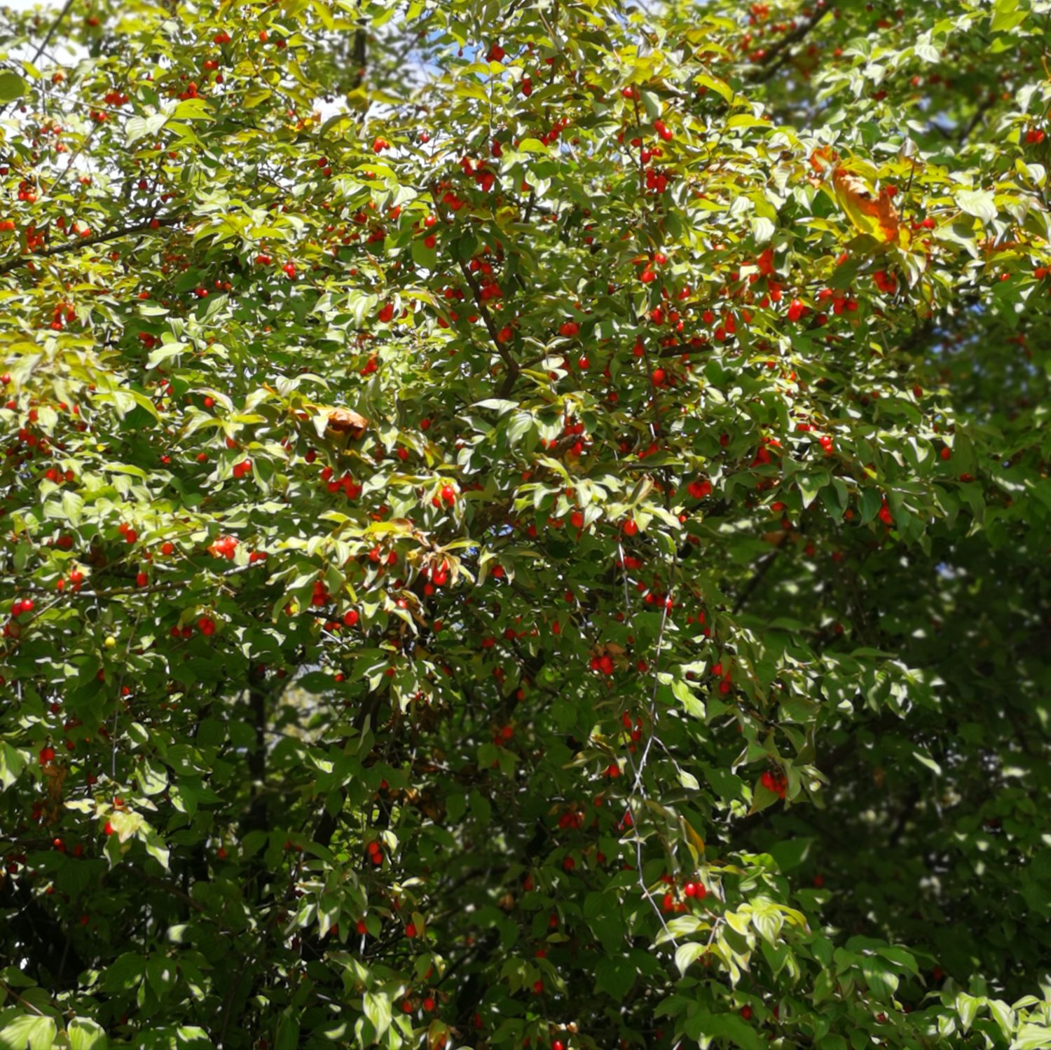 Kornelkirsche - Cornus mas