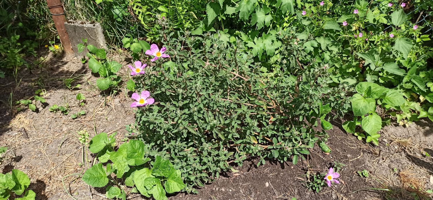 Kretische Zistrose - Cistus creticus