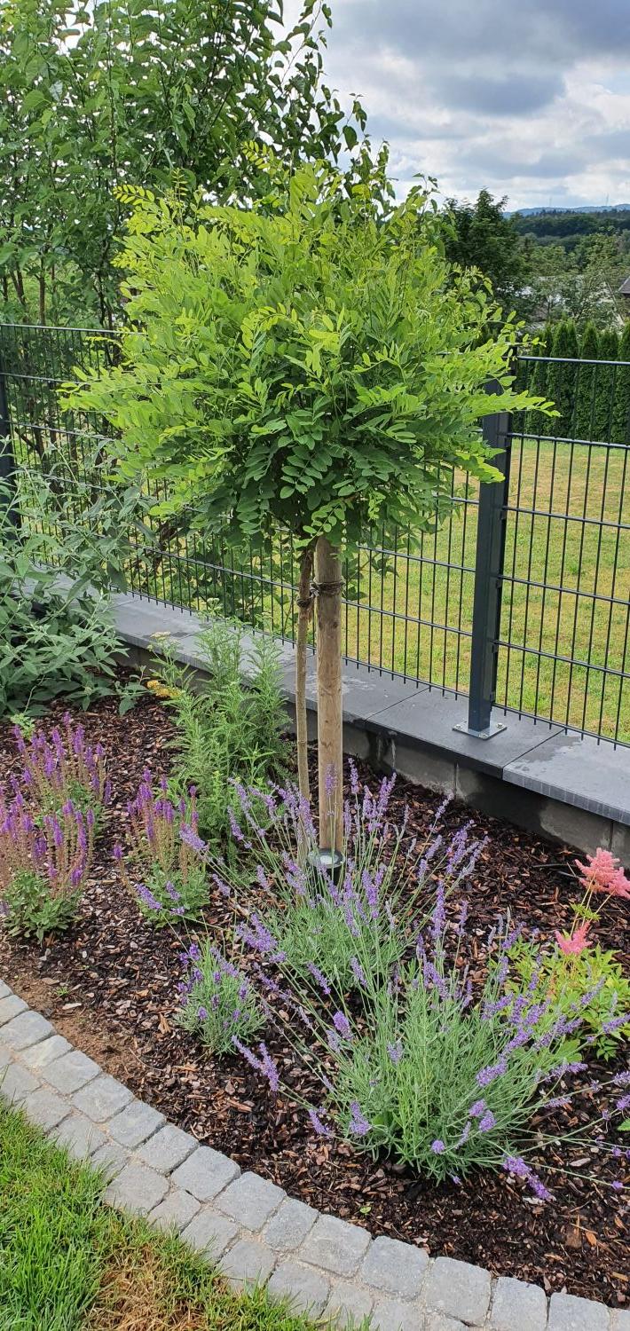 KugelRobinie / Kugelakazie 'Umbraculifera' Robinia pseudoacacia