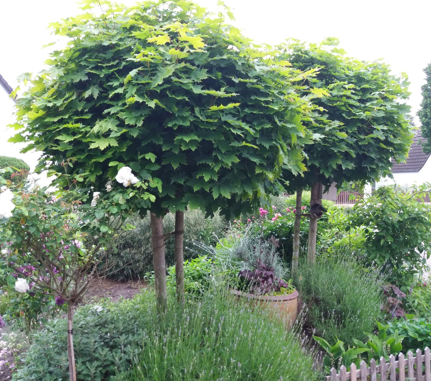 Kugelahorn / Kugelbaum 'Globosum' Acer platanoides 'Globosum