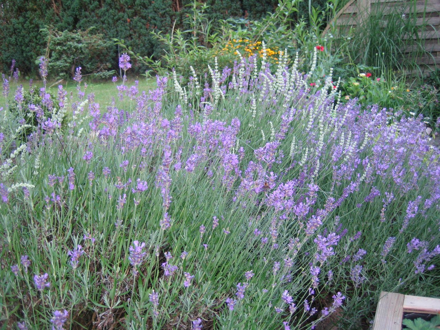 Lavendel 'Dwarf Blue' Finde Deine neue Staude + Online Ratgeber