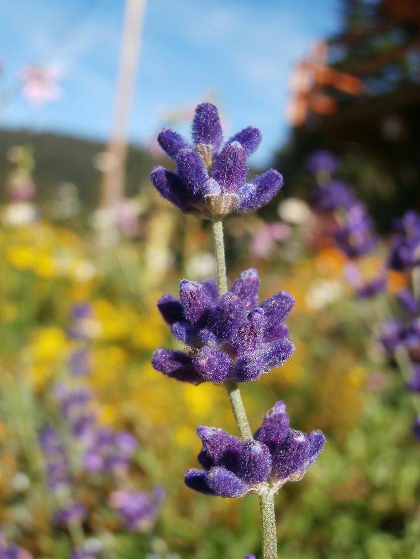 Lavendel 'Hidcote Blue' / 'Strain' - Lavandula angustifolia 'Hidcote Blue' / 'Strain'