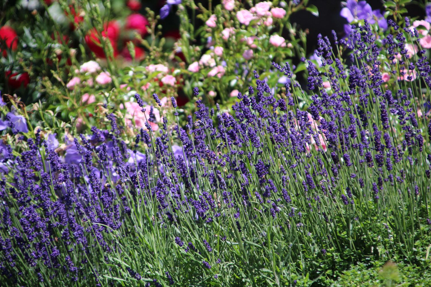 Lavendel 'Hidcote Blue' / 'Strain' - Lavandula angustifolia 'Hidcote Blue' / 'Strain'