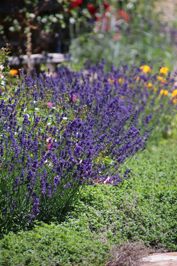Lavendel 'Hidcote Blue' / 'Strain' - Lavandula angustifolia 'Hidcote Blue' / 'Strain'