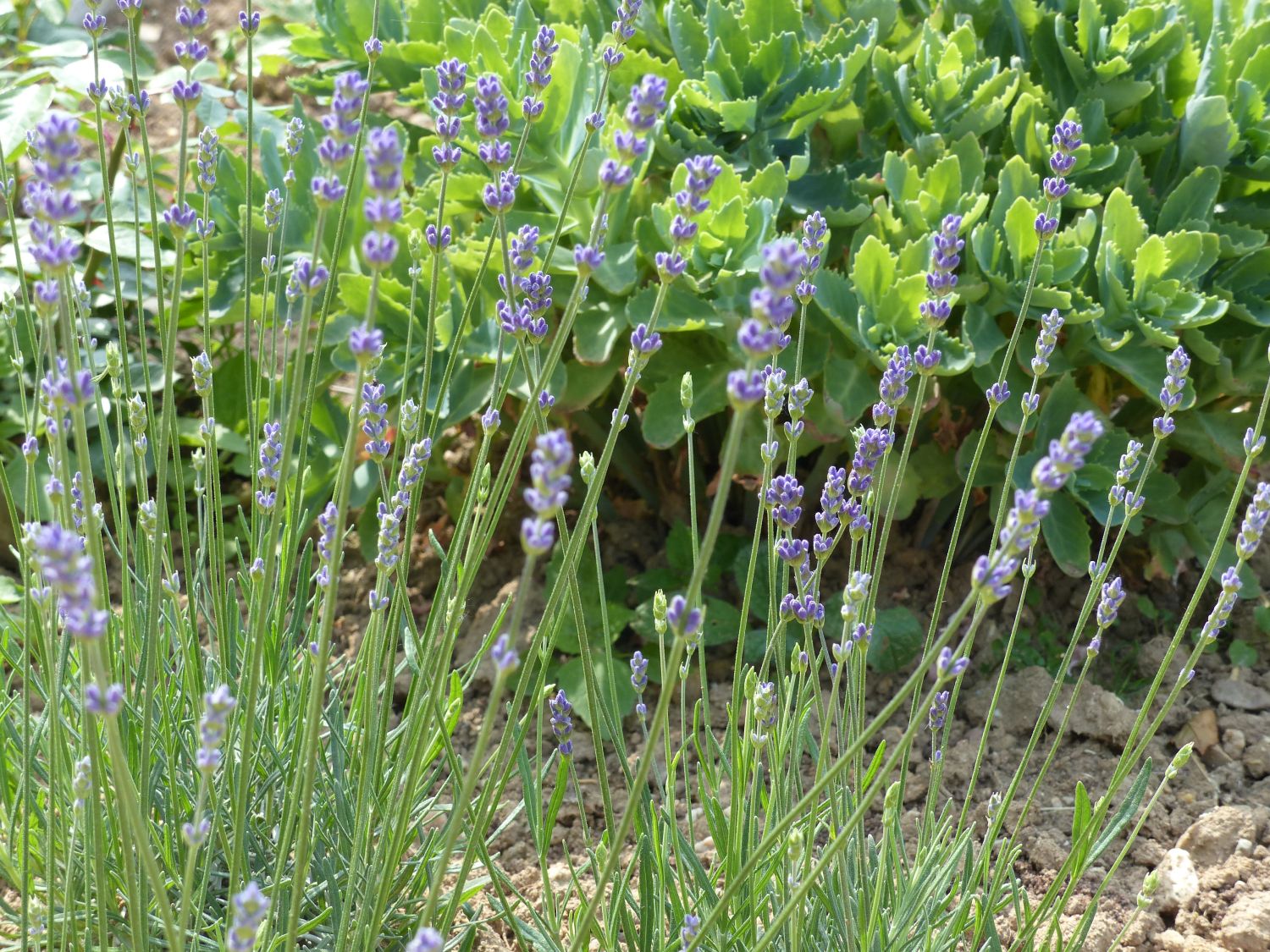 Lavendel 'Siesta' - Lavandula angustifolia 'Siesta'