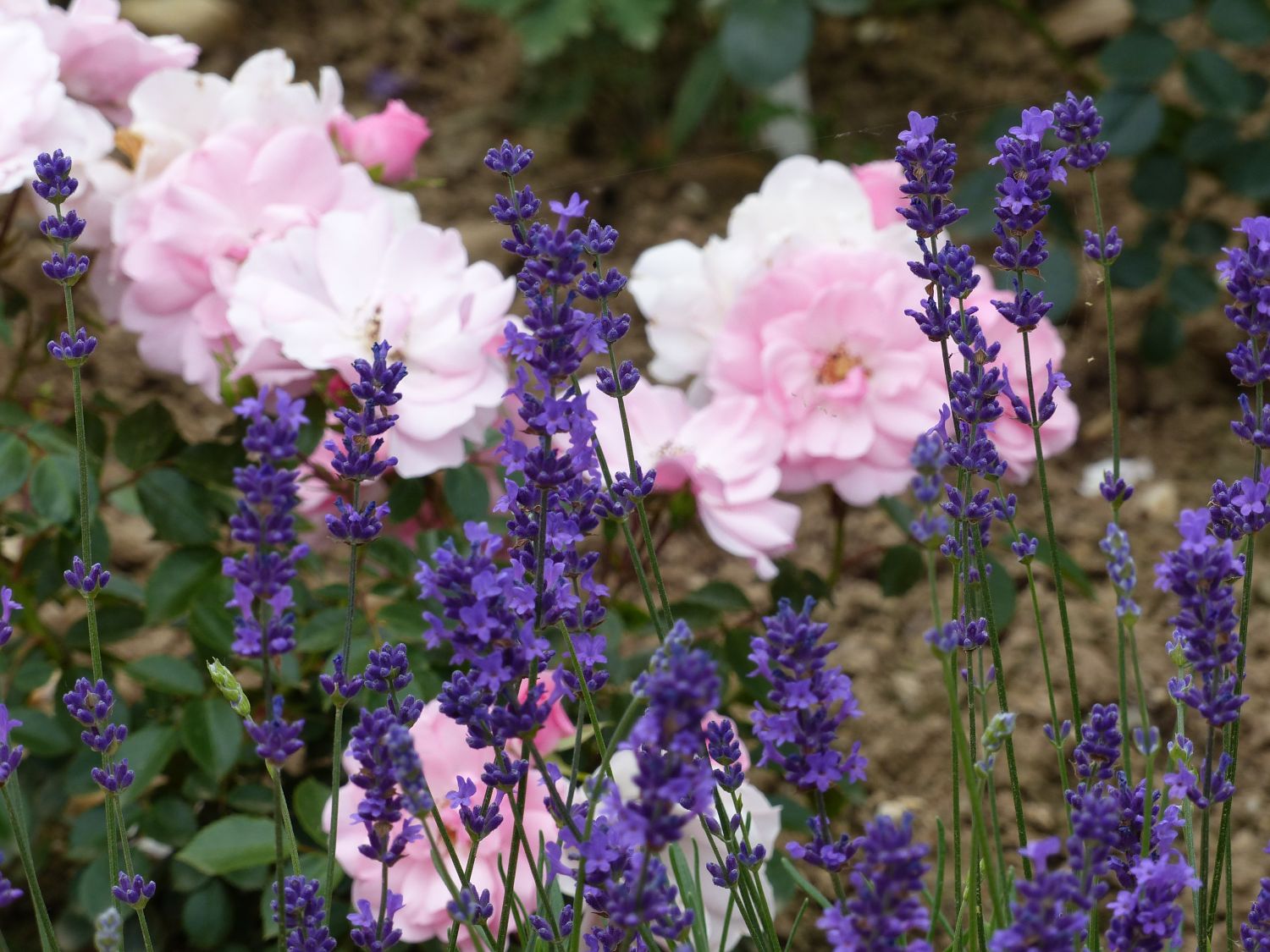 Lavendel 'Siesta' - Lavandula angustifolia 'Siesta'