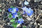 Leberblümchen - Hepatica nobilis