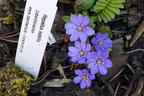 Leberblümchen - Hepatica nobilis