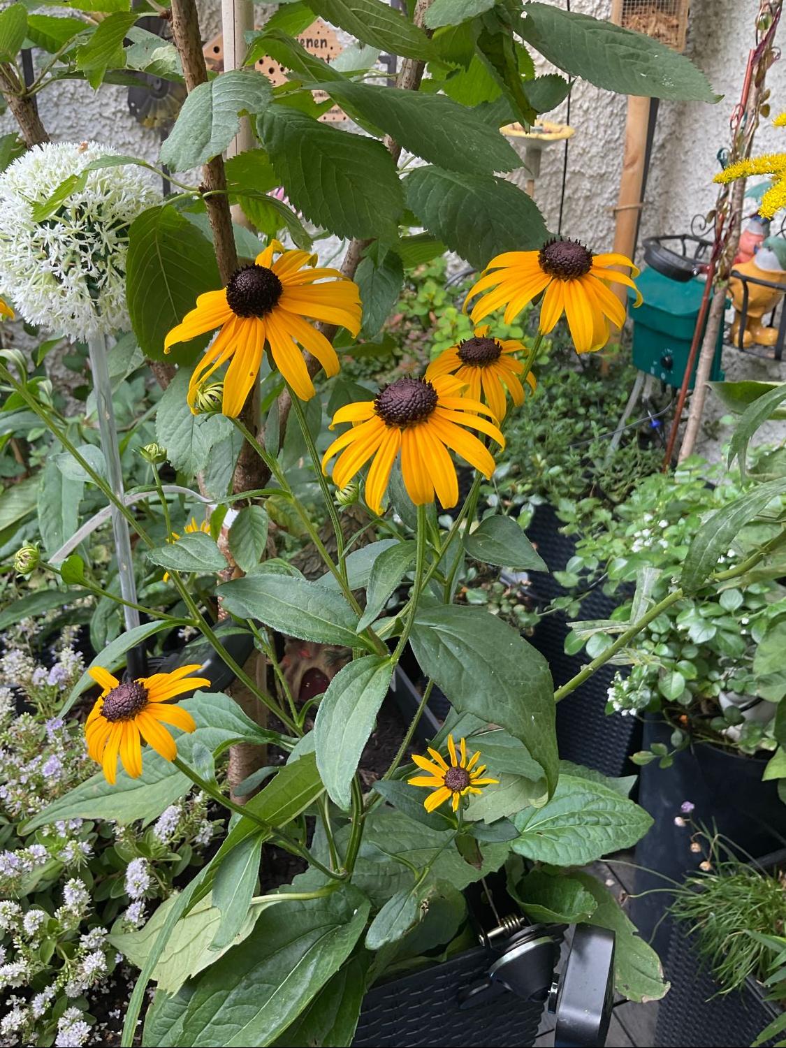 Leuchtender Sonnenhut 'Goldsturm' - Rudbeckia fulgida var. sullivantii 'Goldsturm'