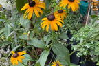 Leuchtender Sonnenhut 'Goldsturm' - Rudbeckia fulgida var. sullivantii 'Goldsturm'