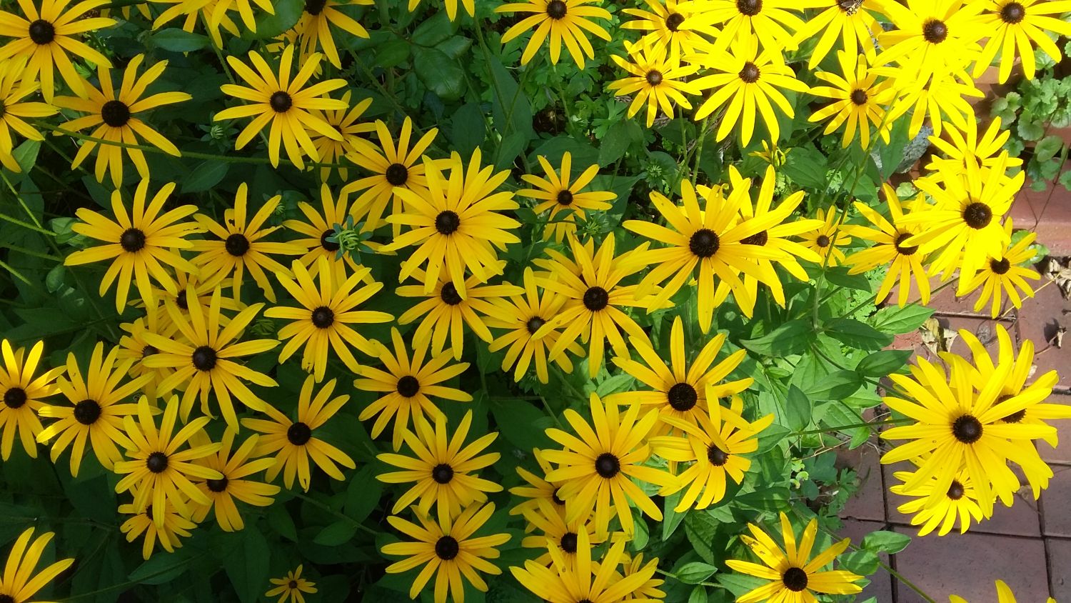 Leuchtender Sonnenhut 'Goldsturm' - Rudbeckia fulgida var. sullivantii 'Goldsturm'