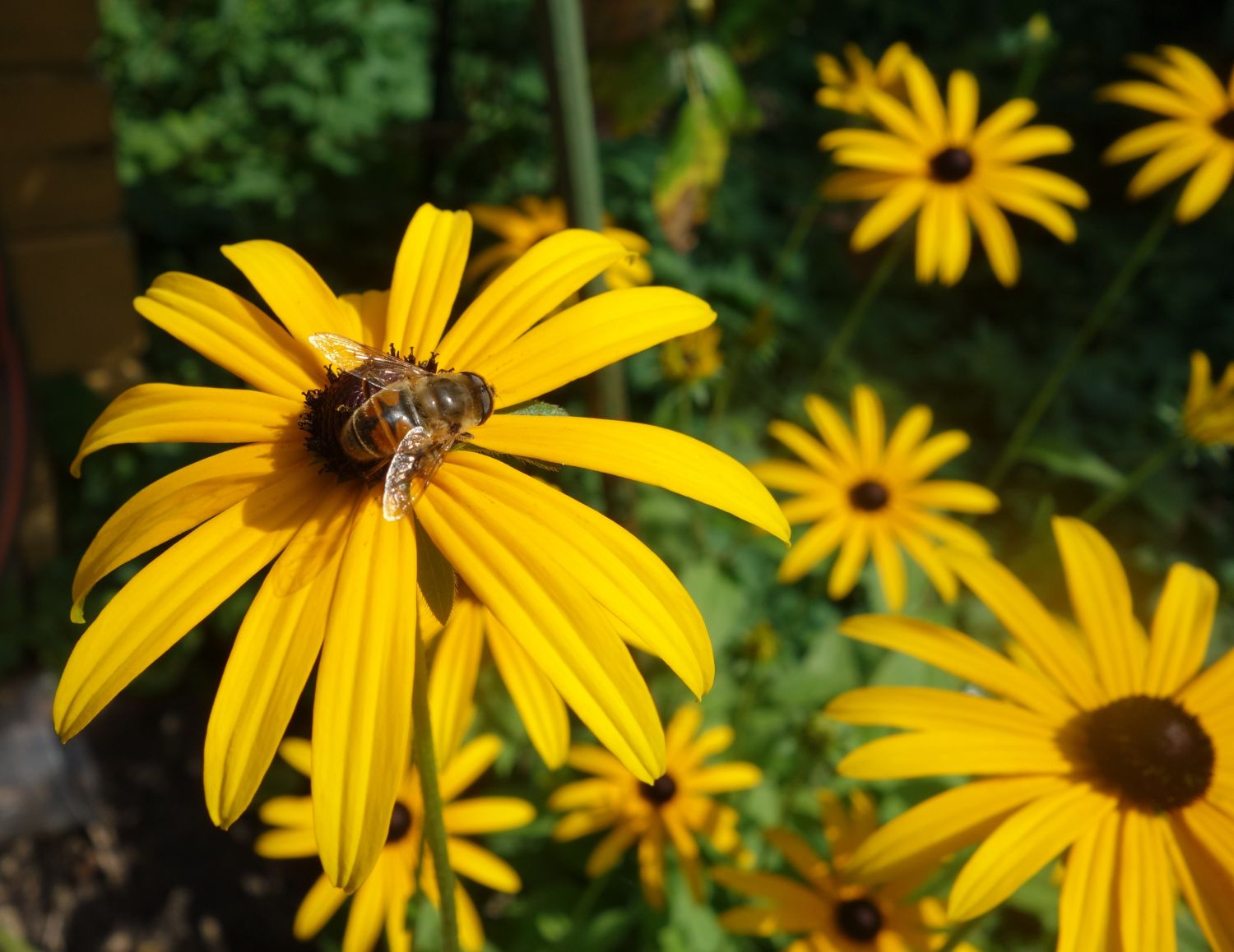 Leuchtender Sonnenhut 'Goldsturm' - Rudbeckia fulgida var. sullivantii 'Goldsturm'