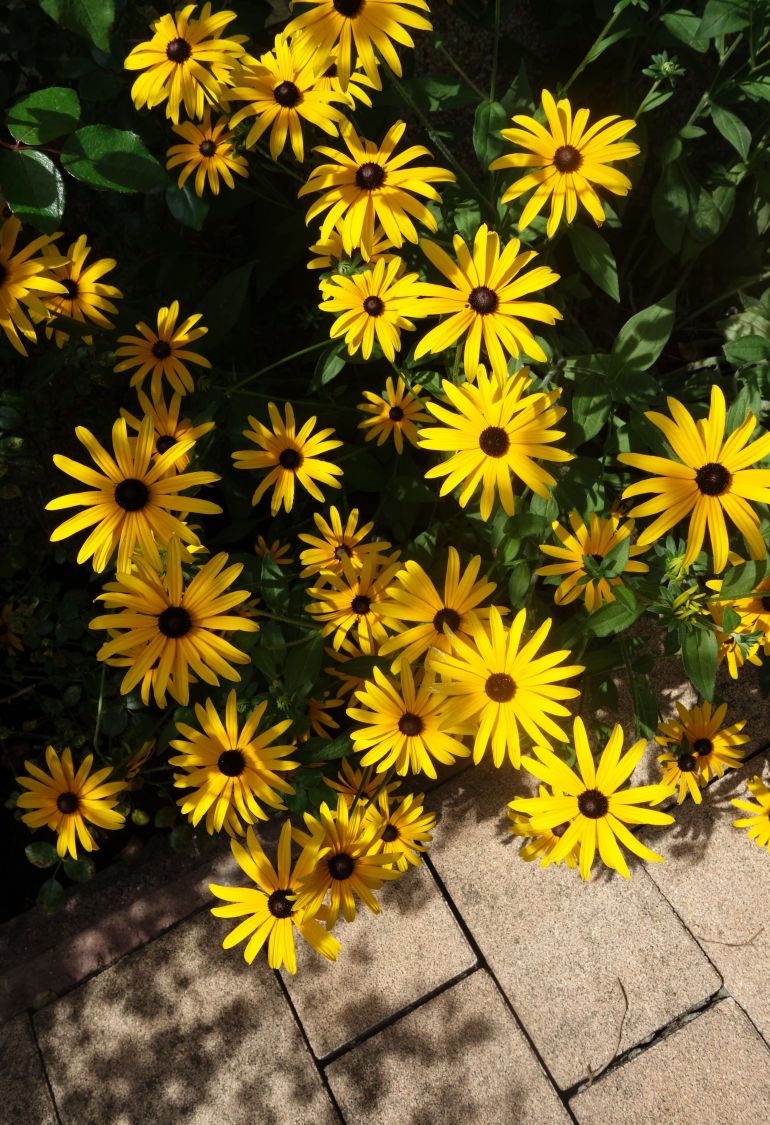 Leuchtender Sonnenhut 'Goldsturm' - Rudbeckia fulgida var. sullivantii 'Goldsturm'