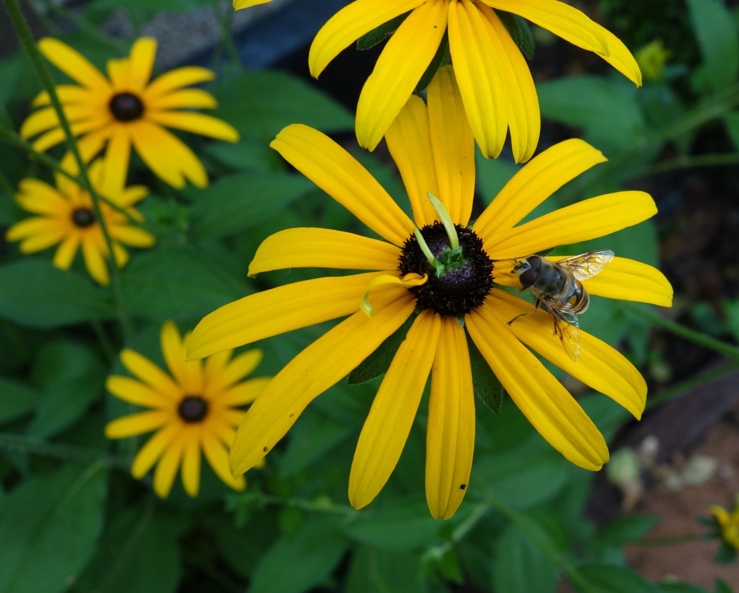 Leuchtender Sonnenhut 'Goldsturm' - Rudbeckia fulgida var. sullivantii 'Goldsturm'