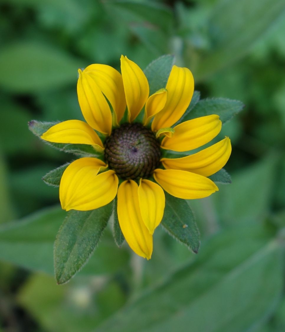 Leuchtender Sonnenhut 'Goldsturm' - Rudbeckia fulgida var. sullivantii 'Goldsturm'
