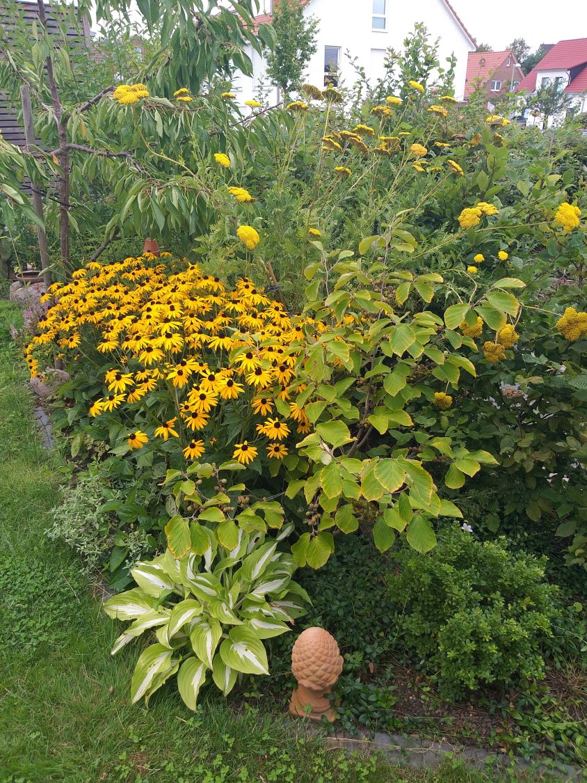 Leuchtender Sonnenhut 'Goldsturm' - Rudbeckia fulgida var. sullivantii 'Goldsturm'