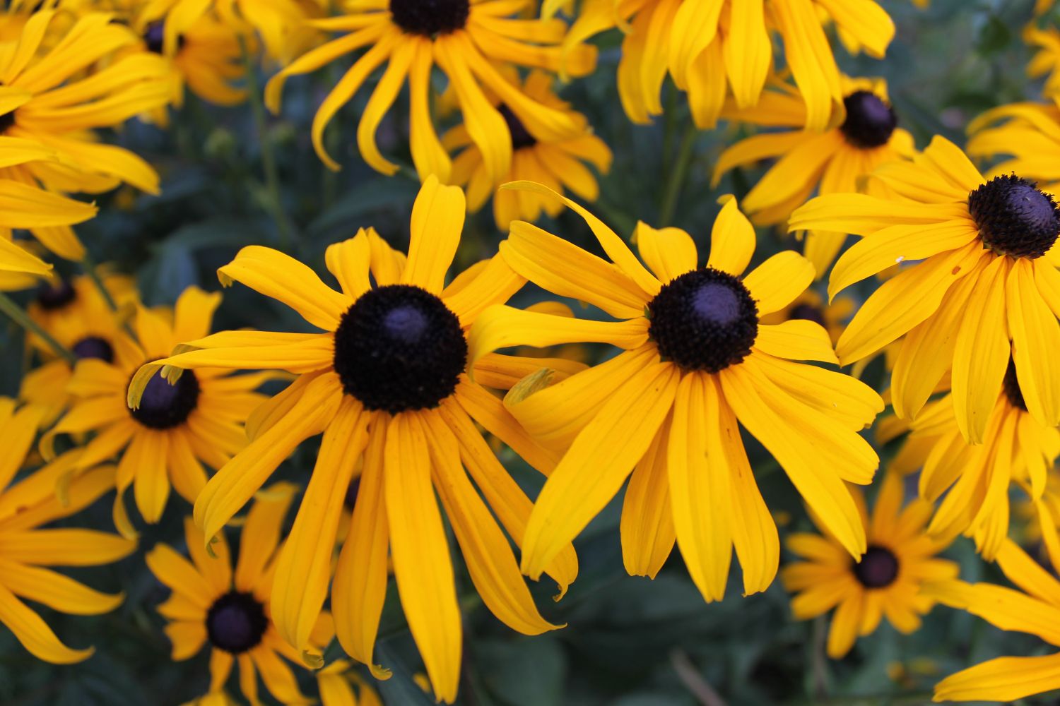 Leuchtender Sonnenhut 'Goldsturm' - Rudbeckia fulgida var. sullivantii 'Goldsturm'