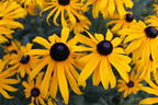 Leuchtender Sonnenhut 'Goldsturm' - Rudbeckia fulgida var. sullivantii 'Goldsturm'