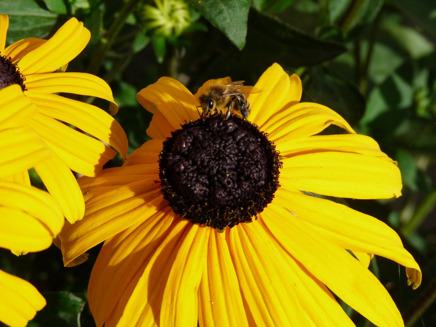 Leuchtender Sonnenhut 'Goldsturm' - Rudbeckia fulgida var. sullivantii 'Goldsturm'