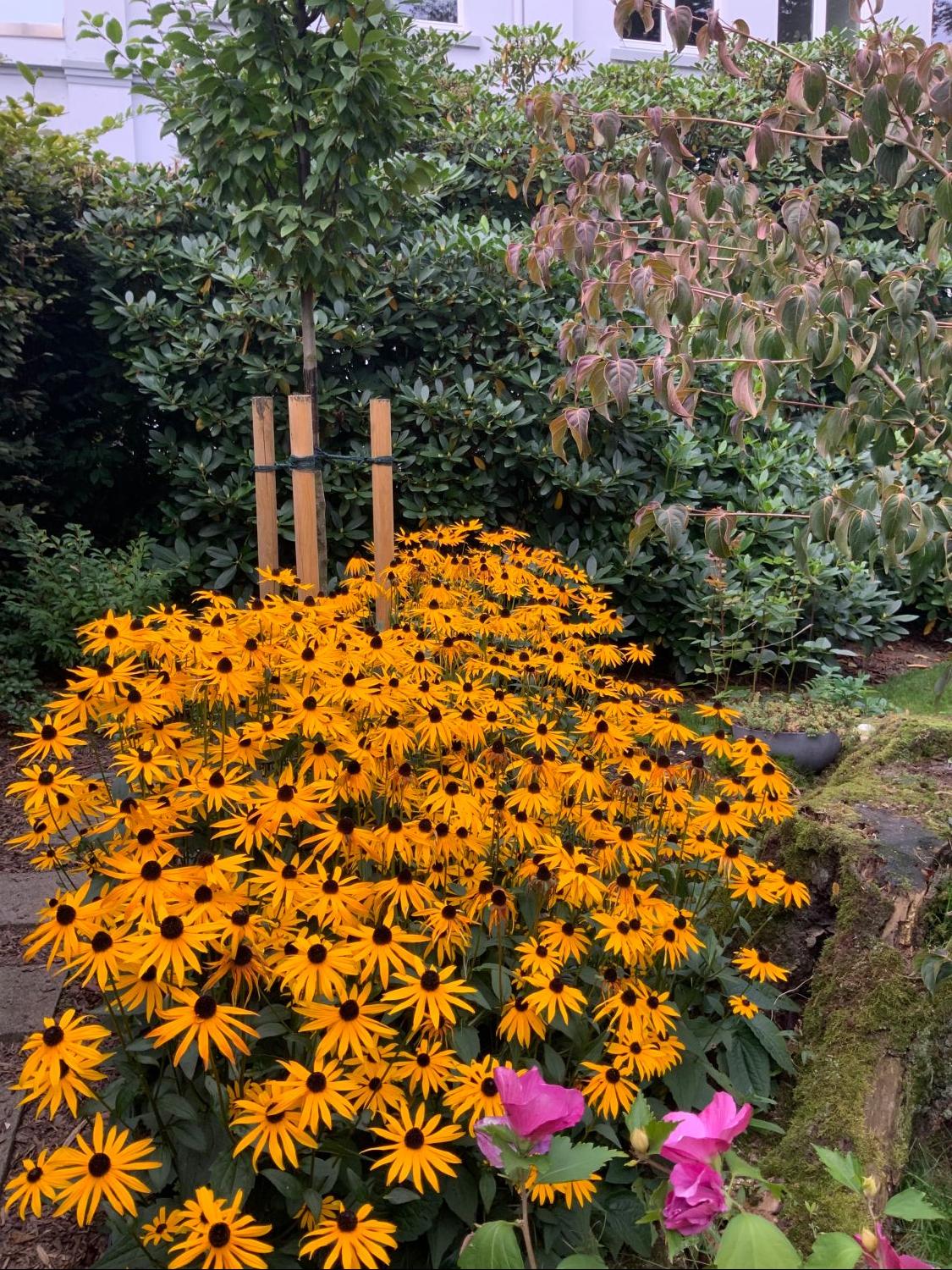 Leuchtender Sonnenhut 'Goldsturm' - Rudbeckia fulgida var. sullivantii 'Goldsturm'
