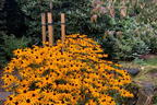 Leuchtender Sonnenhut 'Goldsturm' - Rudbeckia fulgida var. sullivantii 'Goldsturm'
