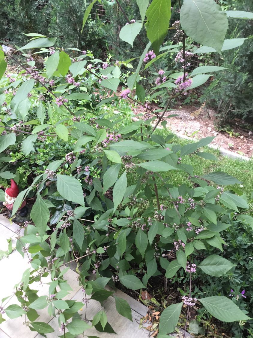 Liebesperlenstrauch / Schönfrucht 'Magical Purple Giant' - Callicarpa bodinieri 'Magical Purple Giant'