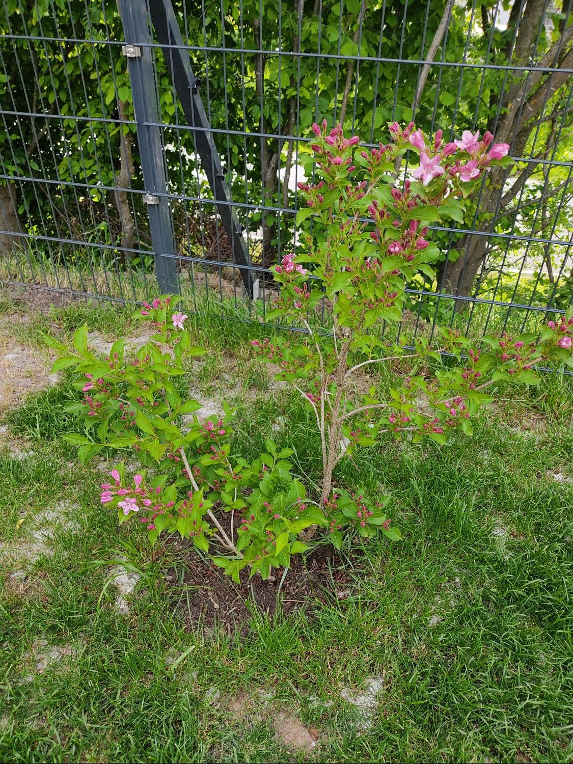 Liebliche Weigelie / Rosa Weigelie Weigela florida Baumschule Horstmann