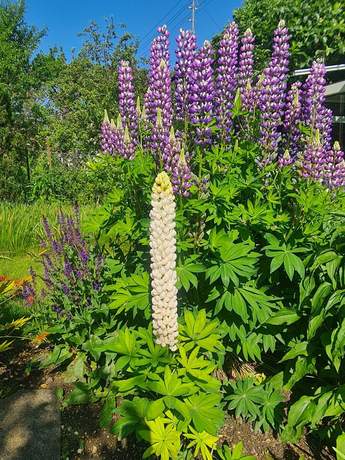Lupine Westcountry 'Polar Princess' - Lupinus polyphyllus Westcountry 'Polar Princess'
