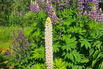 Lupine Westcountry 'Polar Princess' - Lupinus polyphyllus Westcountry 'Polar Princess'