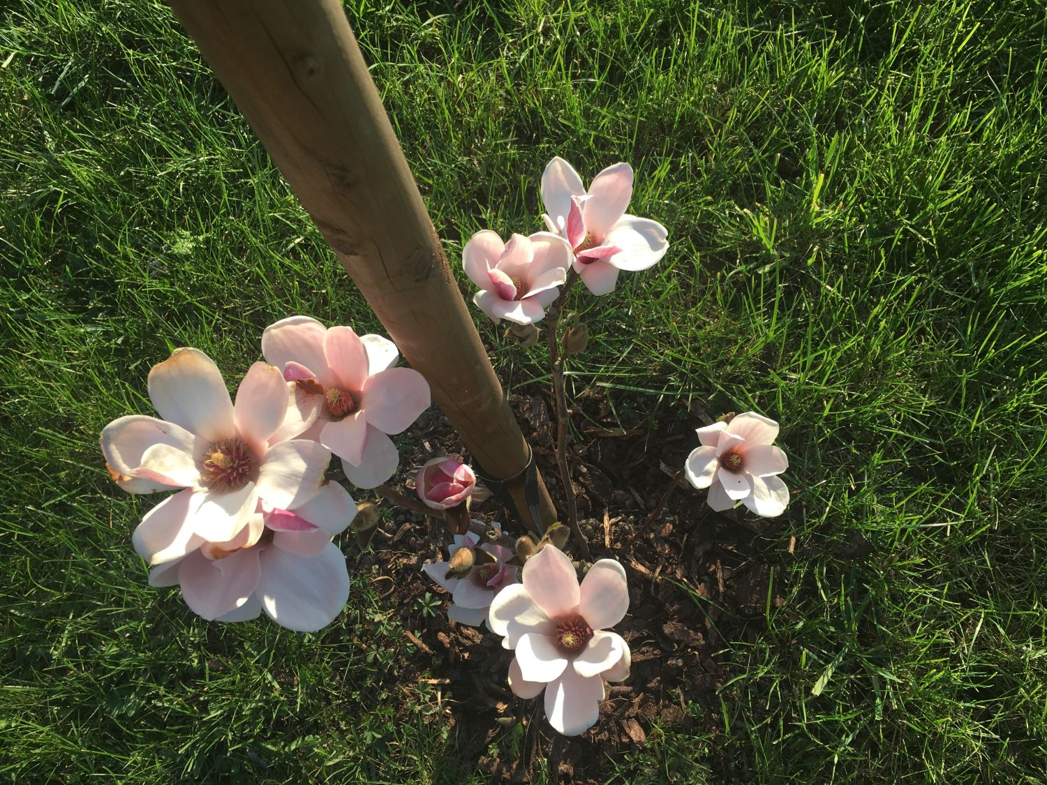 Magnolia 'Satisfaction' ® Magnolia 'Satisfaction' ® Baumschule