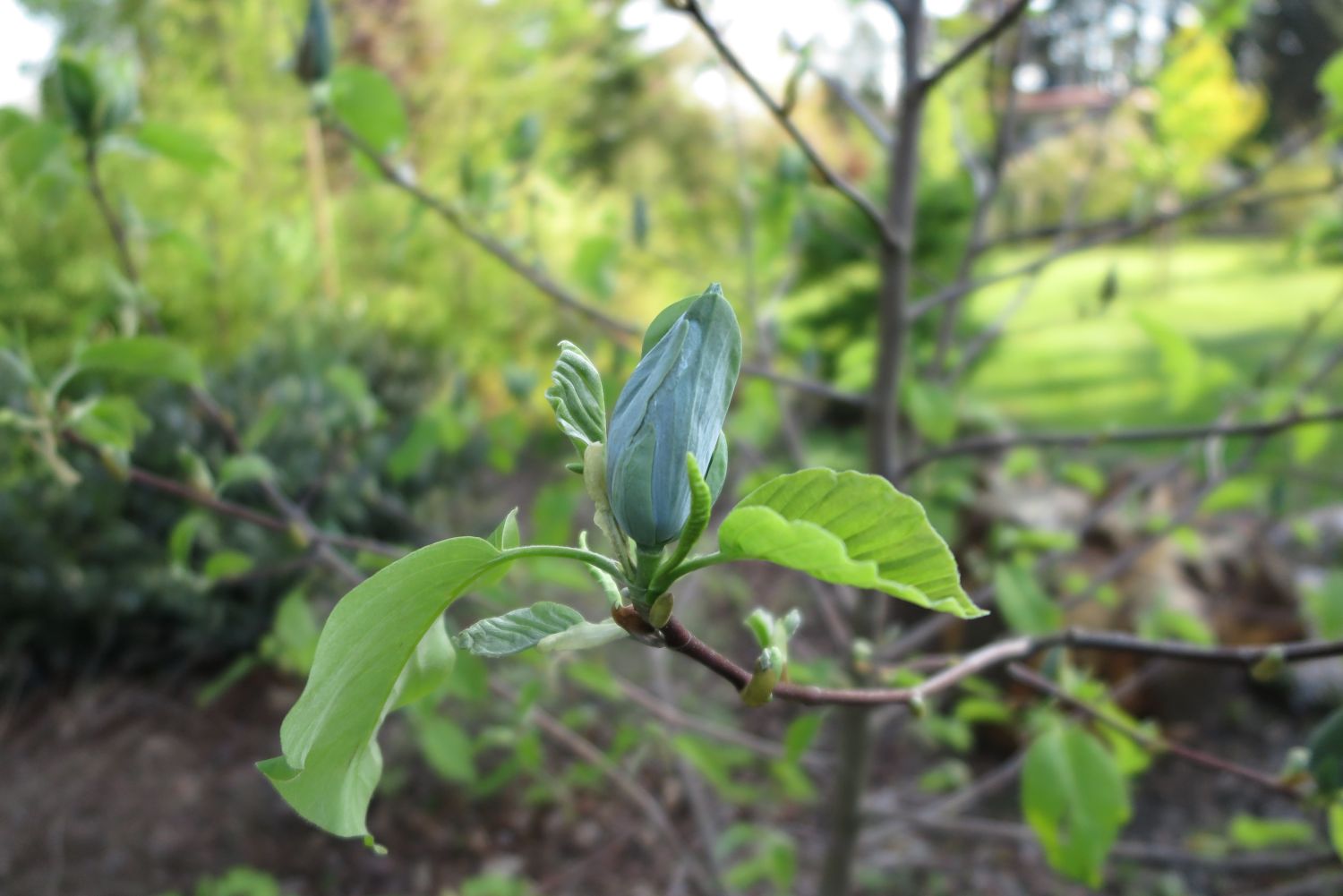 Magnolie 'Blue Opal' - Magnolia 'Blue Opal'