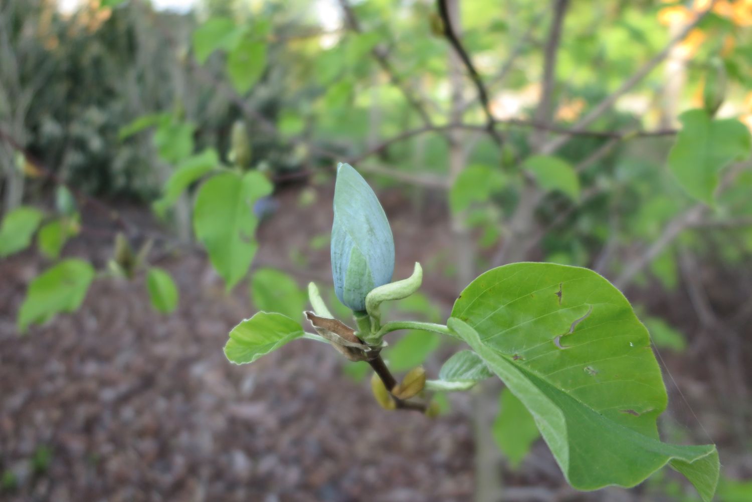 Magnolie 'Blue Opal' - Magnolia 'Blue Opal'
