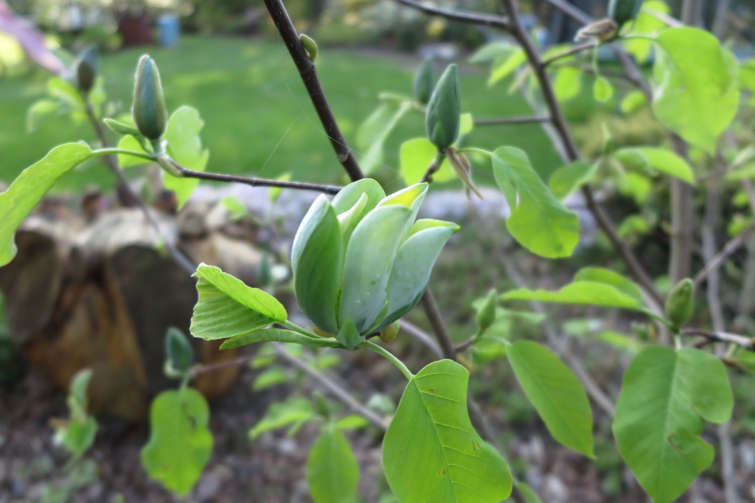 Magnolie 'Blue Opal' - Magnolia 'Blue Opal'