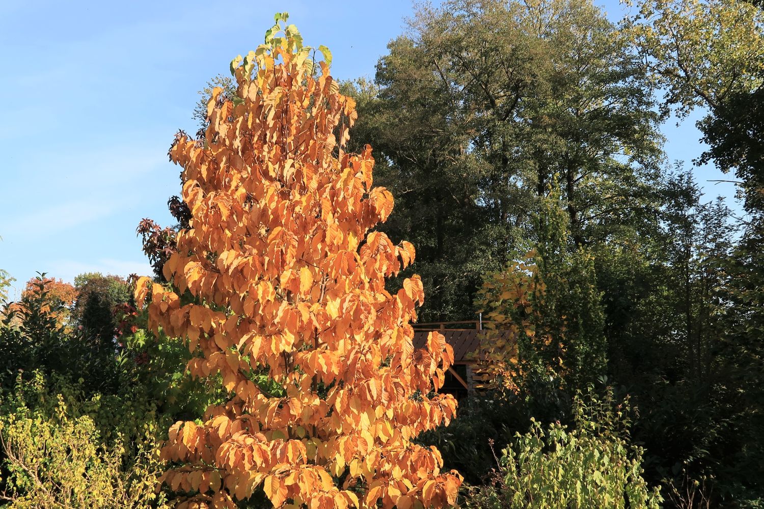 Magnolie 'Blue Opal' - Magnolia 'Blue Opal'