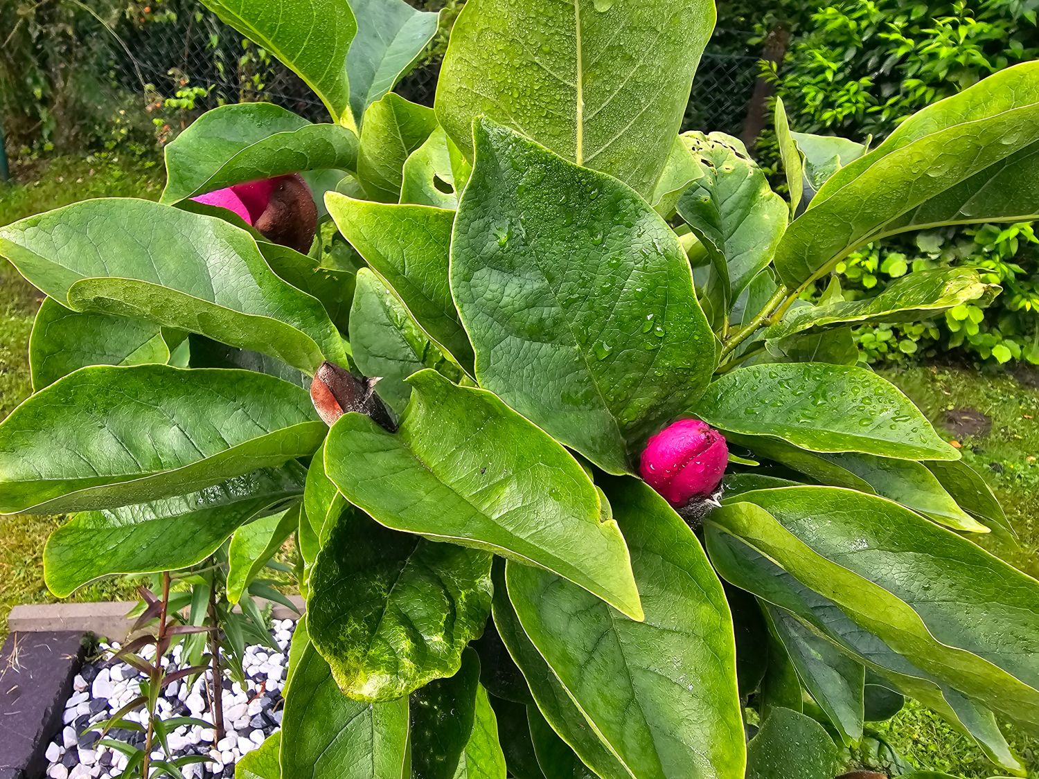 Magnolie 'Cleopatra' - Magnolia 'Cleopatra'