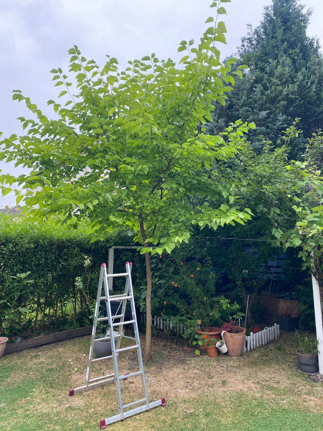 Maulbeere 'Collier' - Morus x 'Collier'