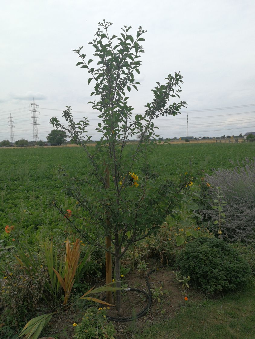 'Mirabelle von Nancy', 'Doppelte Mirabelle' - Prunus 'Mirabelle von Nancy'