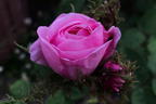 Moos-Rose / Wildrose 'Muscosa' - Rosa centifolia 'Muscosa'