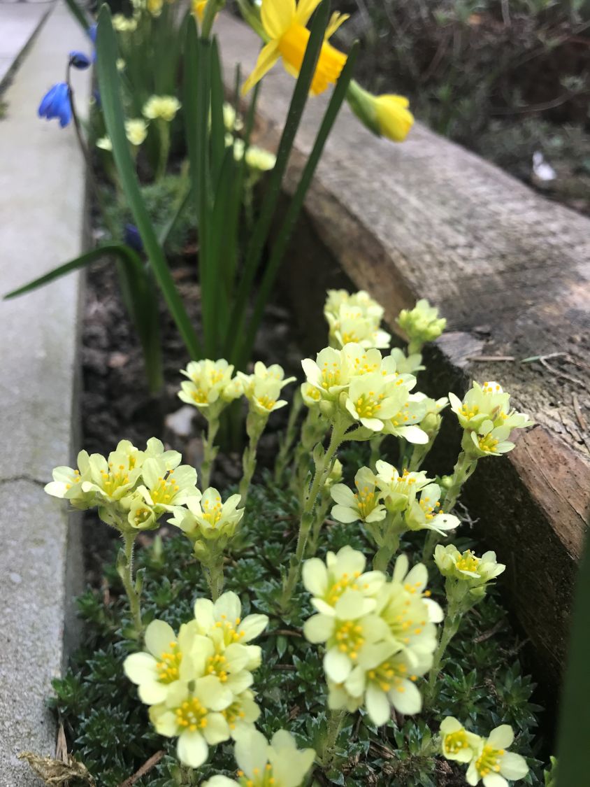 Moos-Steinbrech 'Gregor Mendel' - Saxifraga x apiculata 'Gregor Mendel'